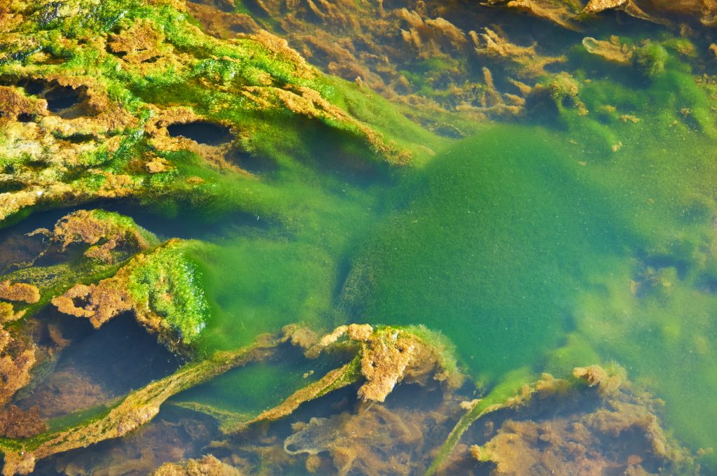 Green and orange algae on the river