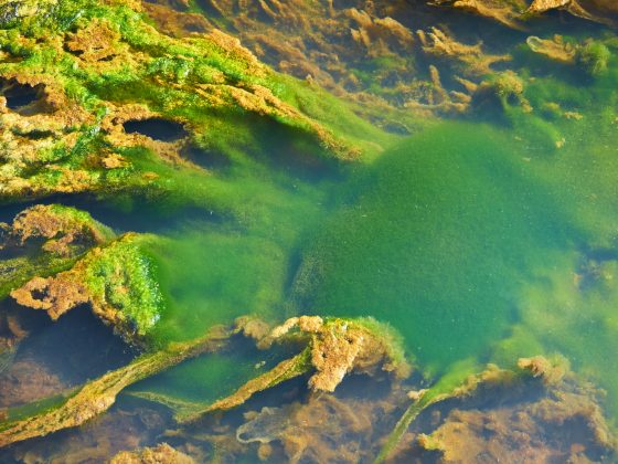Green and orange algae on the river