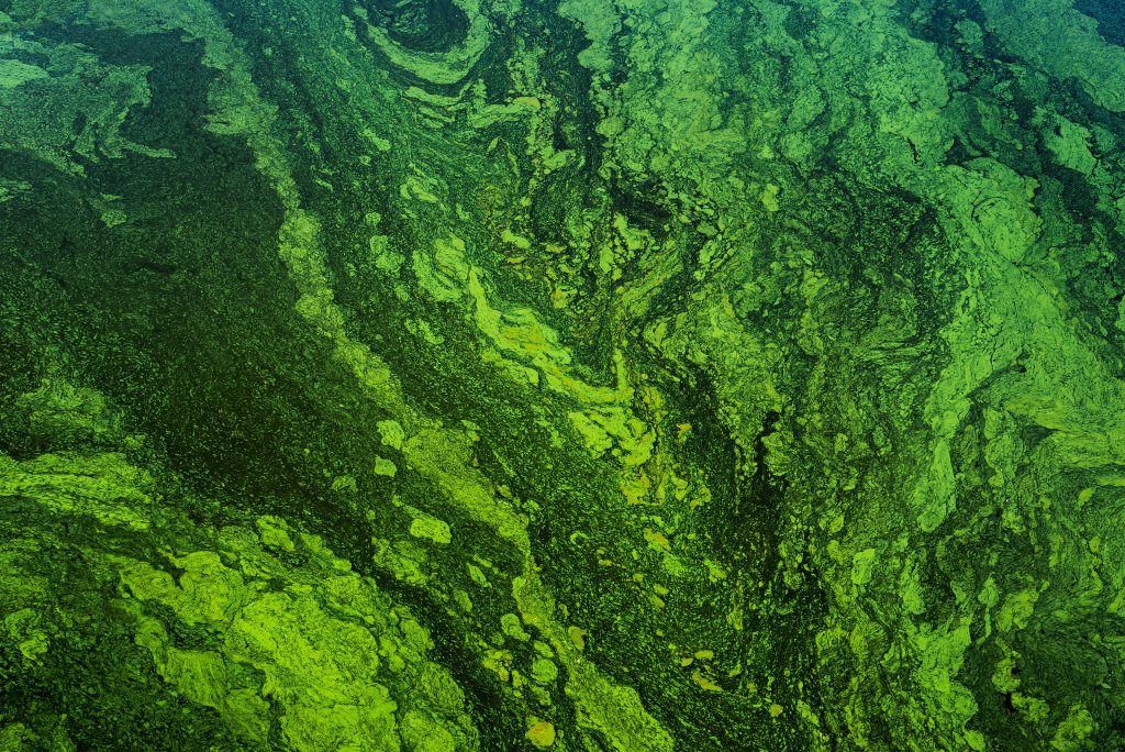 green algae