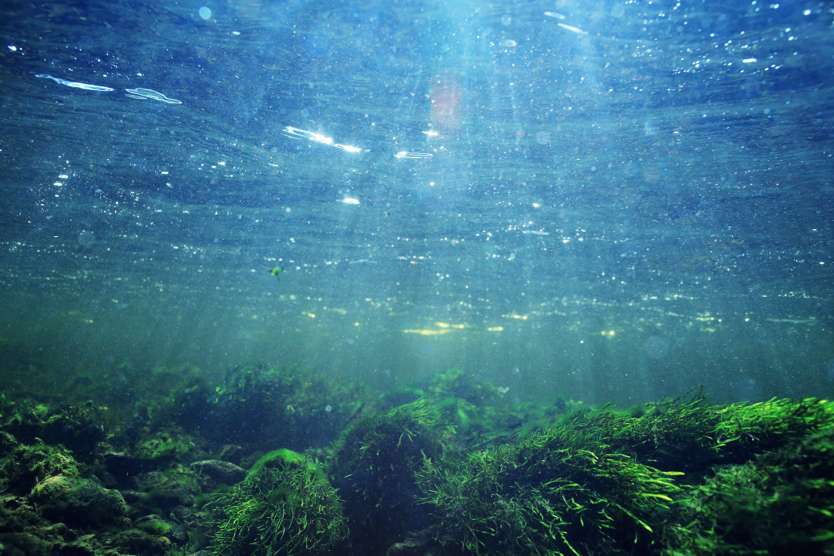 Ferrate vs. Blue Green Algae – The real culprit isn’t just nitrogen and phosphorus, it’s ammonia.